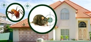 Rodent Control Services Near Me