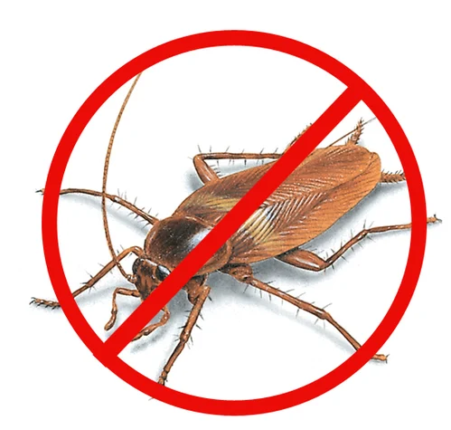 cockroach pest control services 500x500 1