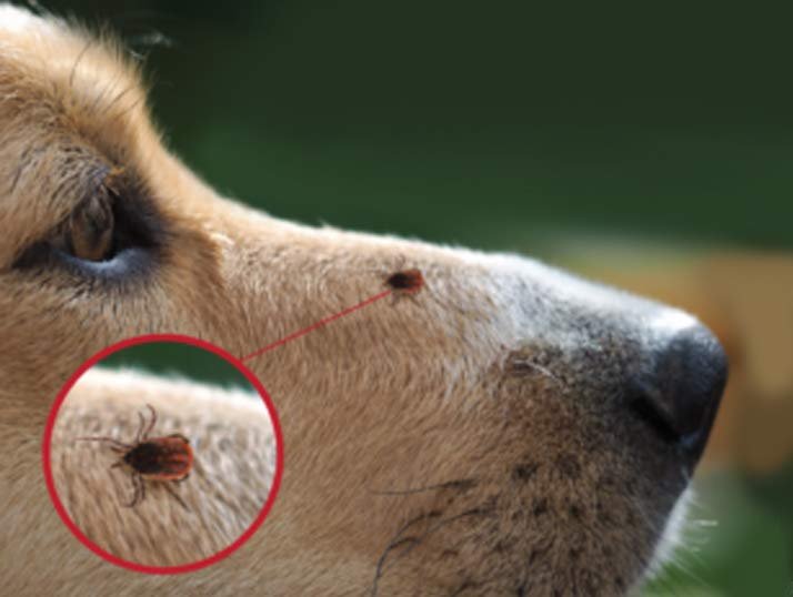 tick and fleas pest control near me