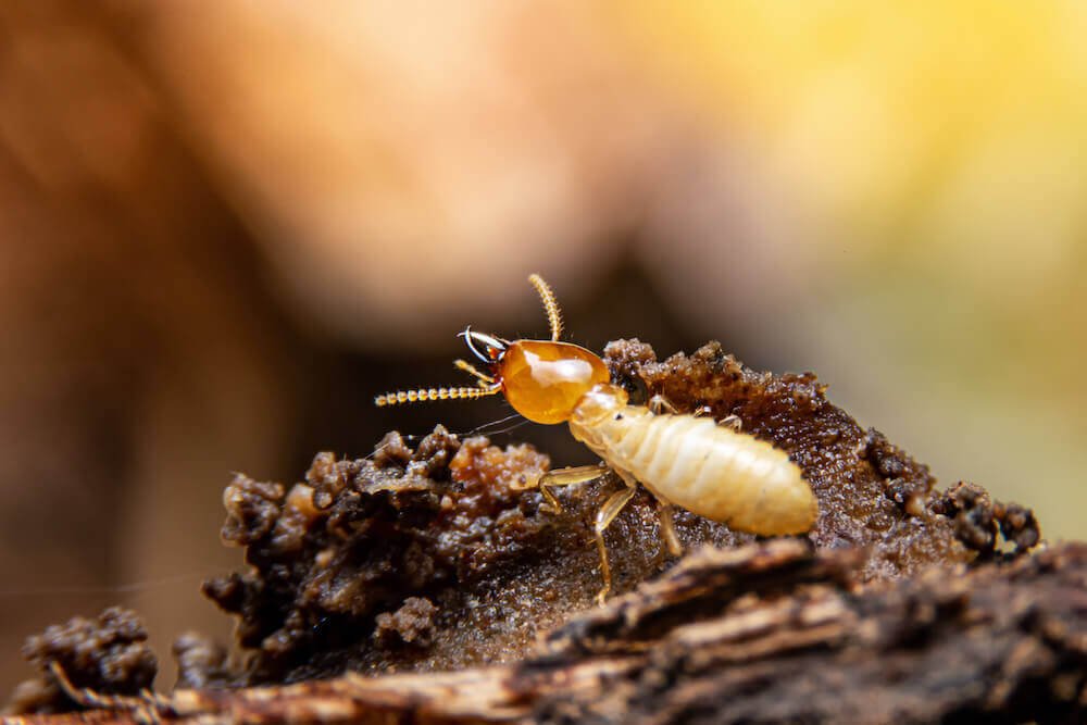 termite control in Hyderabad