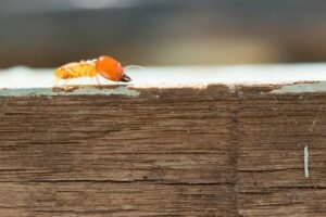 termite control in gulbarga