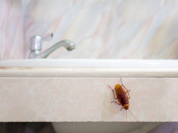 cockroach extermination near me