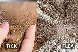 ticks and fleas near me