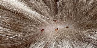 tick and flea prevention