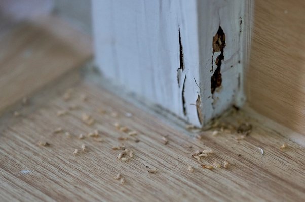 termite control in pune