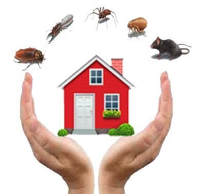 pest control in lonavala