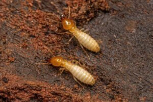 termite control in mumbai